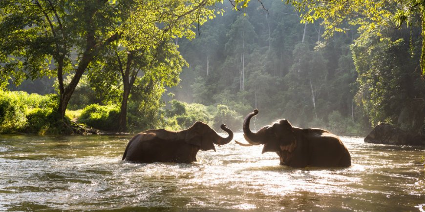 Elephant swims in river