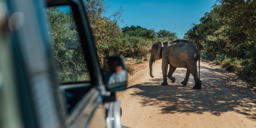 Experience elephants at safari