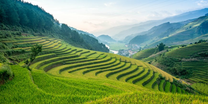 Ricefields in Sapa