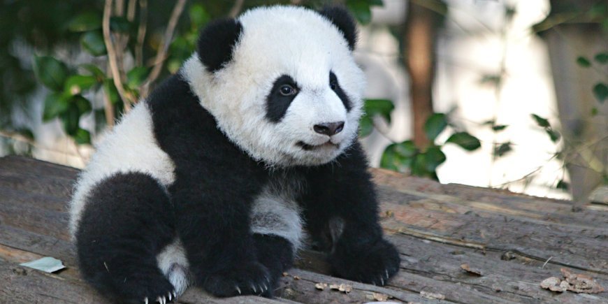Panda China