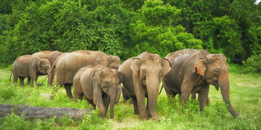 Elephants Minneriya Sri Lanka
