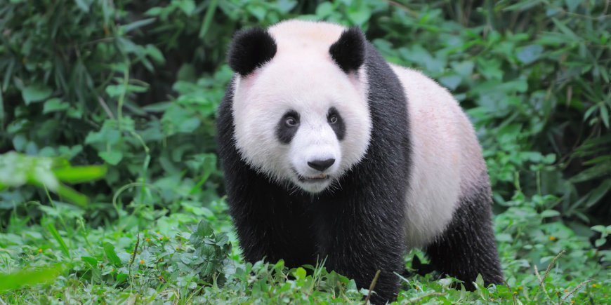 Panda China