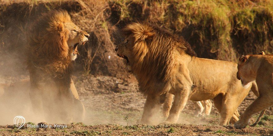 Lions in Masai Mara in Kenya