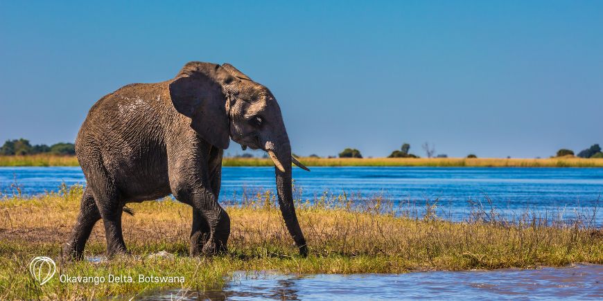 Elephant in Okavango Delta in Botswana