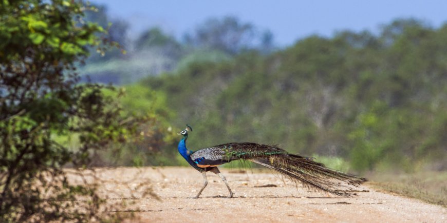 Peacock in Bundala National Park in Sri Lanka 