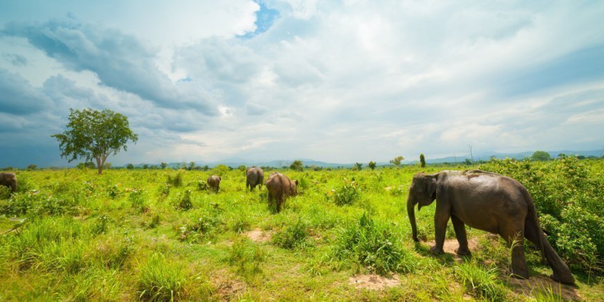 Wild elephants in Udawalawe National Park 