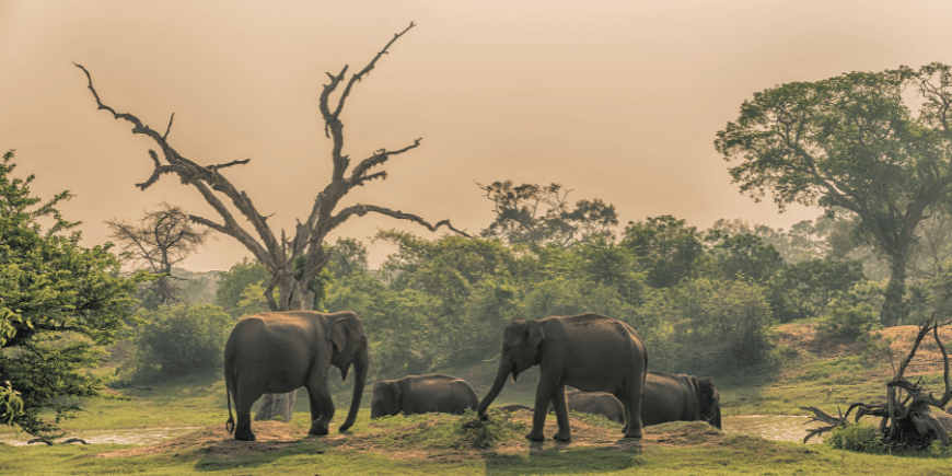 A group of wild elephants at a jungle watering hole in Yala National Park, Sri Lanka 