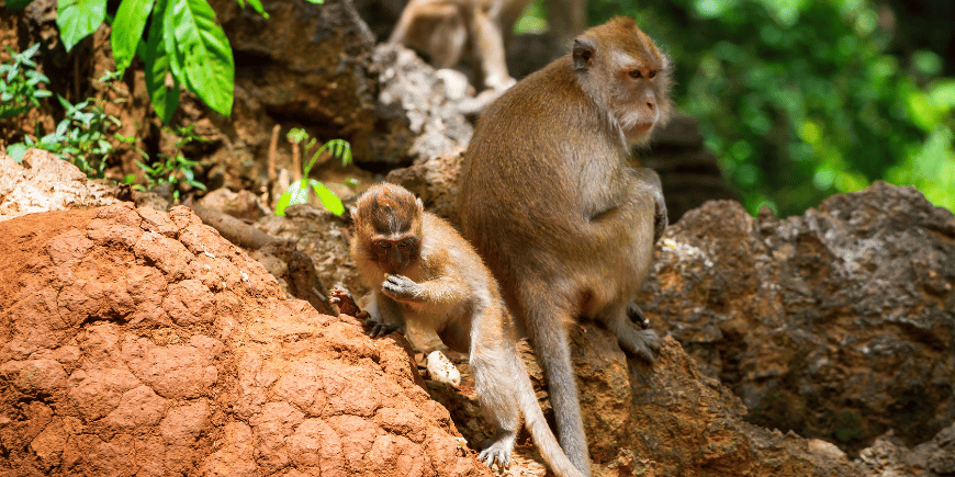 Macaques in the wild jungles of Khao Sok, Thailand. 