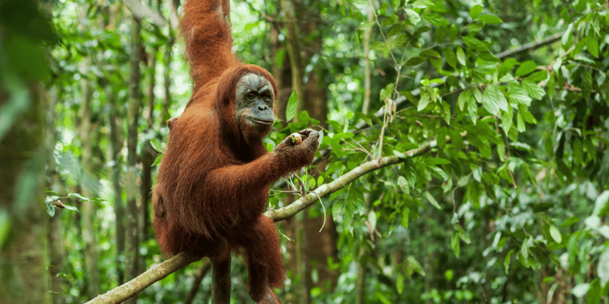Orangutan in the wilderness of Sumatra 