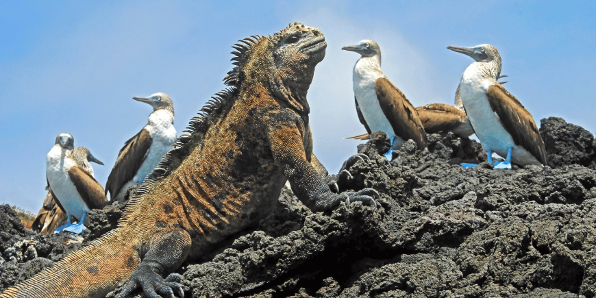 Sea iguanas and blue-footed boobies in Galapagos, Ecuador. 