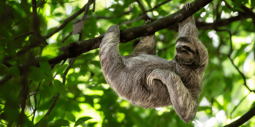 Wild sloth hanging from a tree with a happy and relaxed expression in the rainforests of Costa Rica. 