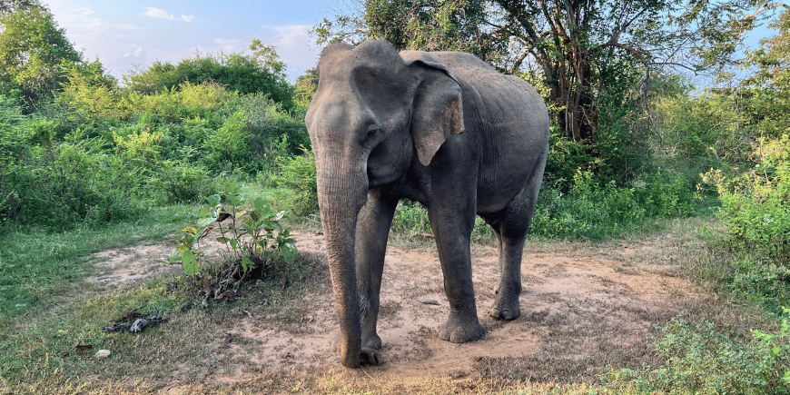 elephant in udawalawe national park sri lanka